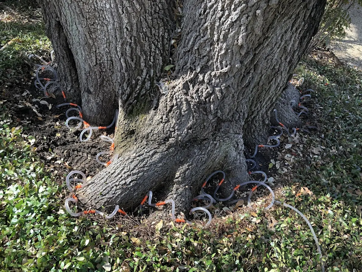 Detailed Tree Cabling and Bracing job site in North Miami Beach