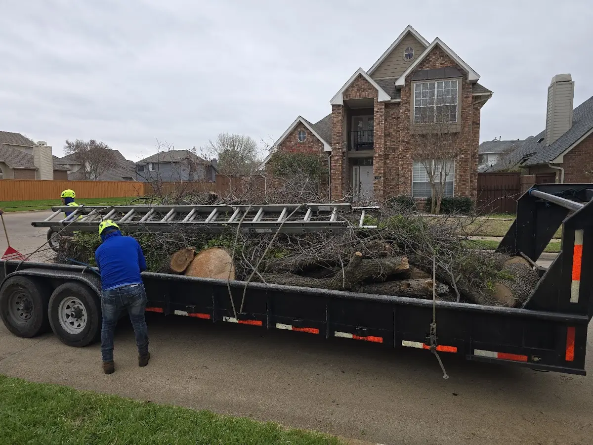Expert Tree Removal with proper safety equipment in North Miami Beach